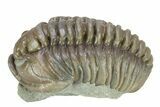 Prone Flexicalymene Trilobite - Indiana #287270-1